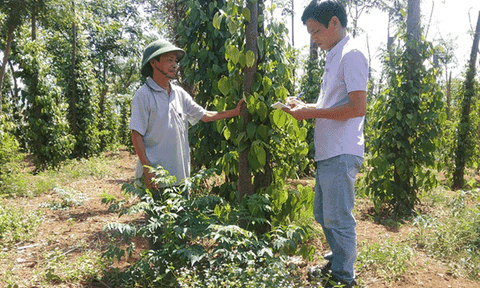 Đâu là nguyên nhân khiến hồ tiêu Tây Nguyên chết như 'ngả rạ'?
