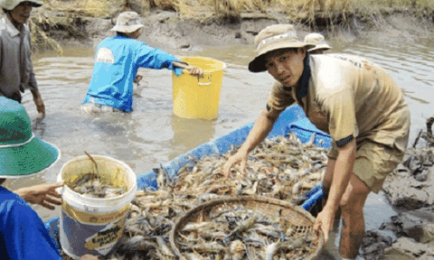 Đồng Tháp: Đẩy mạnh khuyến ngư giúp nông dân xóa nghèo