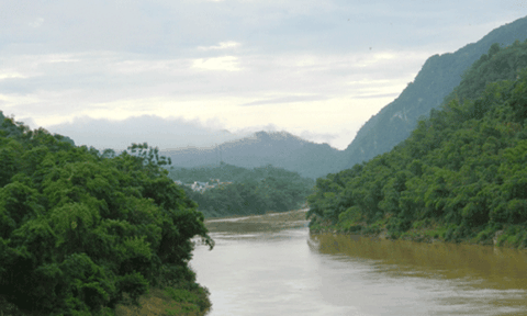 Khám phá miền sông Mã: Cây bùa yêu hay lá hồi sinh ở vách núi đá?