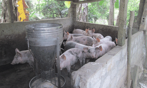 Xã Hóa Hợp phát huy tiềm năng, thế mạnh nông nghiệp