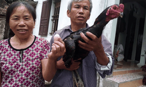 Kỳ lạ: Gà trống chọi bất ngờ đẻ trứng tại Nghệ An