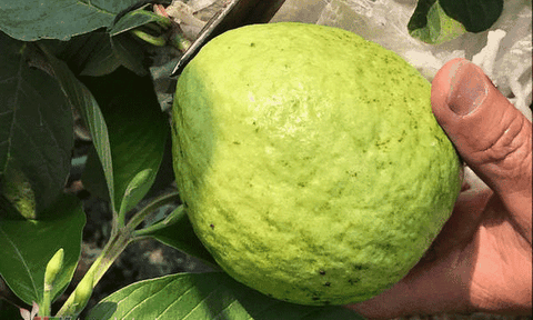 Vườn ổi "siêu sạch" nhờ sử dụng gia vị làm thuốc trừ sâu