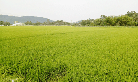 Sơn Mai nỗ lực tạo bước đột phá trong phát triển kinh tế - xã hội