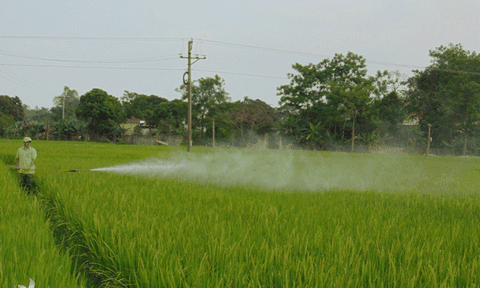 Cây đa lịch sử với người dân thị xã Phú Thọ