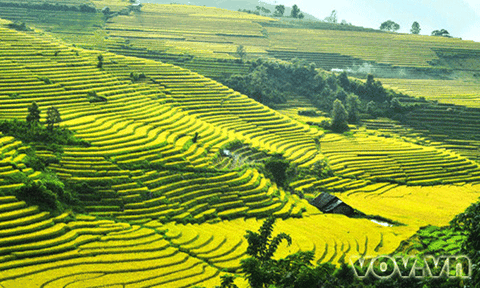 Lào Cai kiểm tra xâm phạm Di tích Ruộng bậc thang Sa Pa