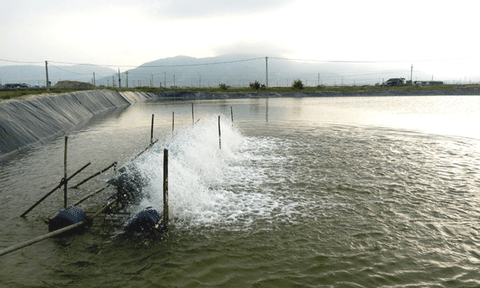 Phát triển nuôi trồng thủy sản ở xã Kỳ Thư