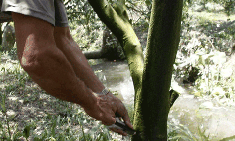 Chích thuốc cho cam- tiền mất, tức mang!