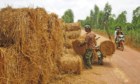 Chở rơm thuê - kiếm tiền triệu mỗi ngày