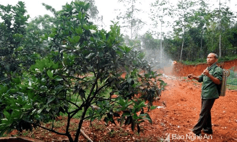 Hàng trăm hộ nông dân chế thuốc trừ sâu từ thảo mộc