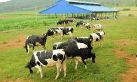 Quy hoạch trang trại bò sữa hơn 120 ha tại huyện Hòa Vang