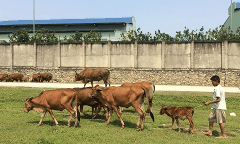 Dân bất an vì hàng chục con bò chết bất thường