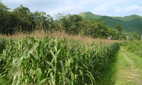 Châu Lộc: Phát triển nông nghiệp, nâng cao thu nhập cho người dân