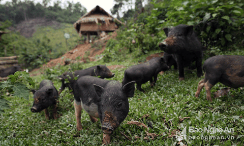 Dân bản lập hương ước mua bán lợn 'sạch'