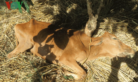 Xuất hiện dịch bệnh nhiệt thán từ gia súc lây sang người