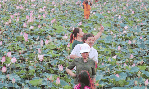 Về Đồng Tháp ngắm sen