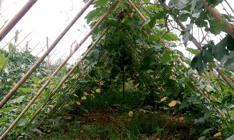 Hương Sơn: Tạo chuyển biến tích cực trong phát triển kinh tế - xã hội