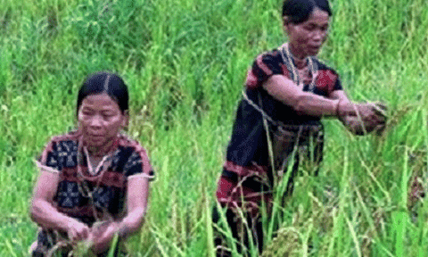 Gạo thiêng chỉ dành cho khách quý