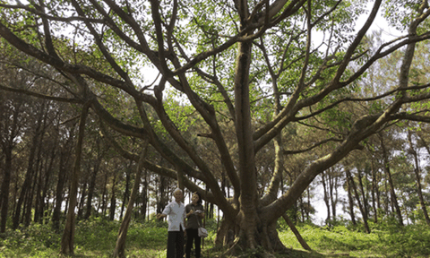 Chuyện về cây đa Bác Hồ trồng ở Yên Bồ