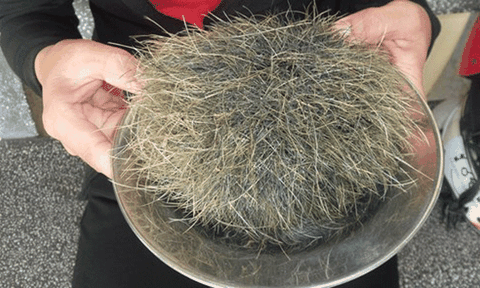 Người dân mổ lợn phát hiện “Trư Cát” 