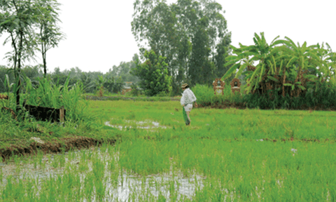 Nhớ mùa cá lên đồng