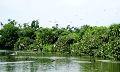 Độc đáo du lịch sinh thái Bạc Liêu