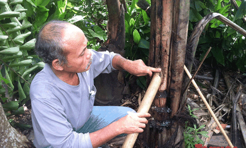 “Say” với rượu chảy ra từ cây ở miền núi Thừa Thiên – Huế