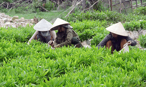 Hiệu quả từ mô hình ươm cây giống