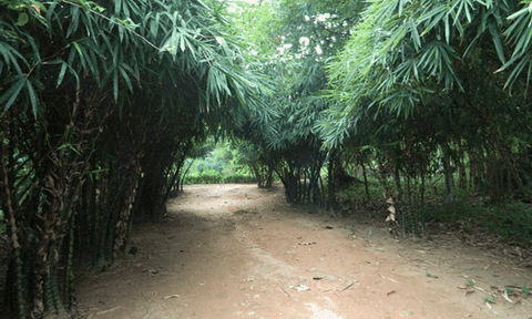 Độc đáo khu rừng trăm loài tre của ẩn sĩ núi Sơn Trà