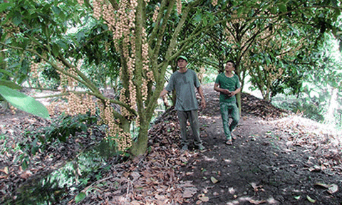 Về Ngã Bảy nhớ thăm vườn dâu cao sản Thiên An