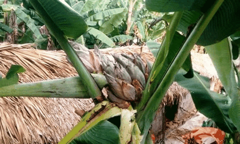 Đổ xô đi xem cây chuối hột kỳ lạ nở ra 21 hoa 