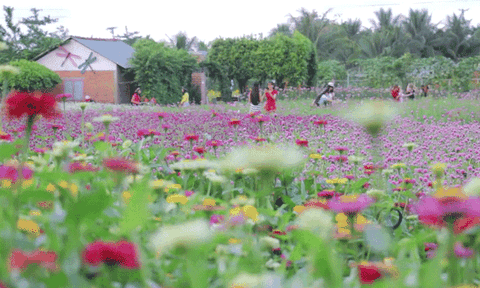 Có một “thủ phủ” hoa cạnh Long An