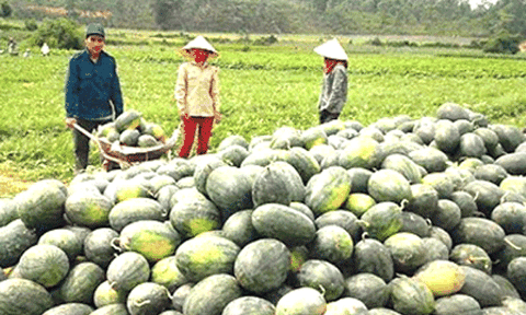 Nga Yên được mùa dưa hấu