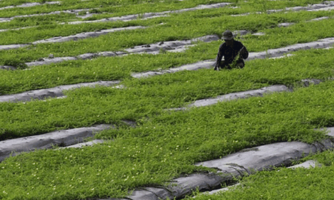 Mô hình trồng khổ qua rừng hữu cơ "3 trong 1"