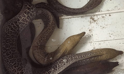 6 người ngộ độc do ăn ruột cá chình biển