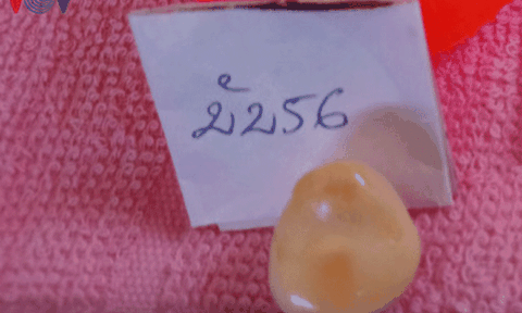 Ngư dân Bạc Liêu đánh bắt được viên ngọc ốc quý hiếm