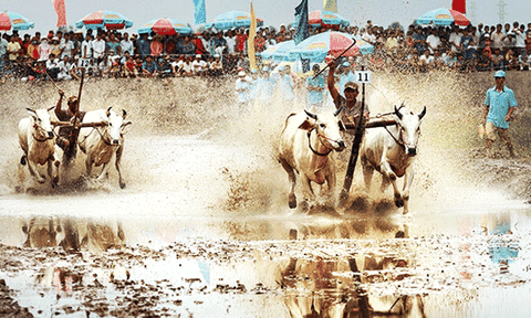 Điểm đến hấp dẫn của du lịch miền Tây Nam Bộ