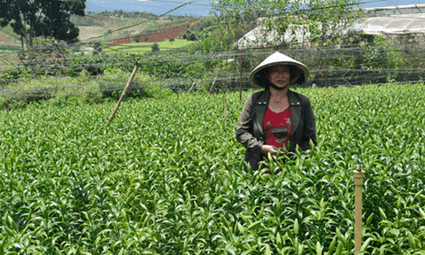 Tỷ phú trồng hoa lilys ngoài trời