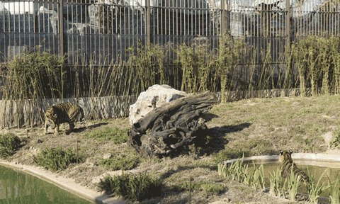 Một tê giác con ra đời tại vườn thú Mỹ Quỳnh