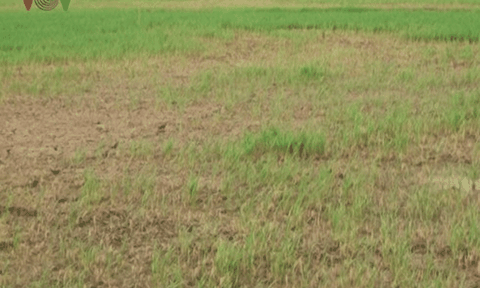 Nông dân Bạc Liêu lao đao vì lúa chết