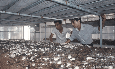 Quý tử 'phá gia' và giấc mơ nấm bông