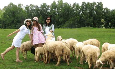 Đồng cừu Suối Nghệ - điểm đến mới ở Vũng Tàu