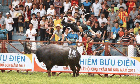 Tạm dừng Lễ hội chọi trâu Đồ Sơn năm 2017