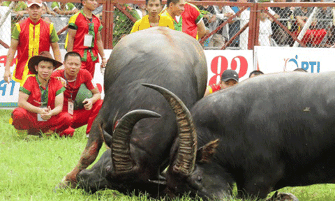 Thương mại hóa lễ hội và cái giá phải trả 