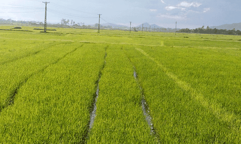 Thanh Long phấn đấu hoàn thành các chỉ tiêu năm 2017