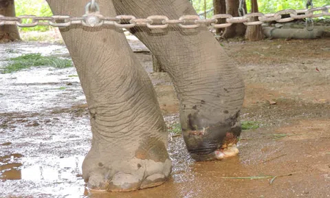 Gian nan chăm sóc, bảo vệ đàn voi quý hiếm ở Đắk Lắk 