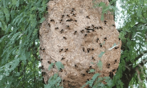 Hi hữu: Đi bắt ong, bị ong đốt tử vong