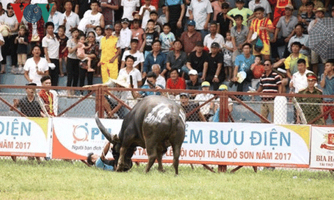 Xem xét loại lễ hội Chọi trâu Đồ Sơn khỏi danh sách di sản văn hóa?