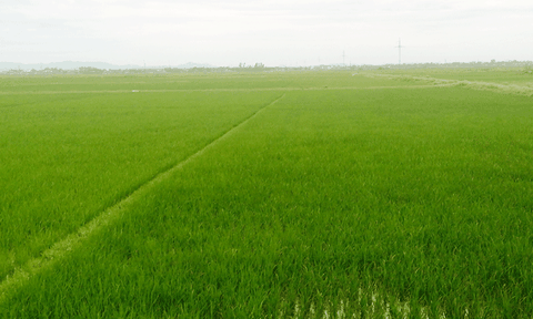 Long Thành: Thực hiện thắng lợi các chỉ tiêu về kinh tế - xã hội