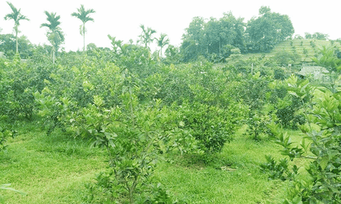 Tạo động lực để đưa Hương Điền phát triển nhanh, bền vững