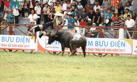 Trâu chọi số 18 húc chết chủ không có chất kích thích 
